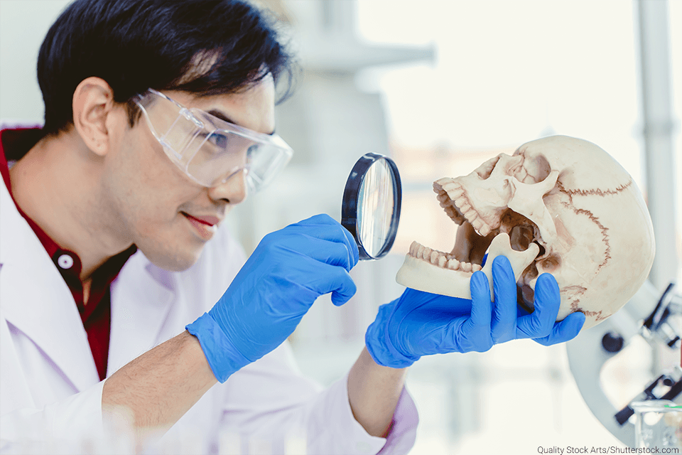 Asian Man examining teeth on a skull