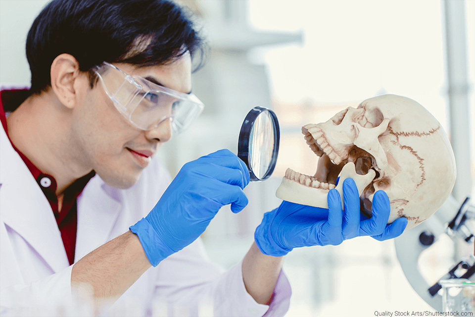 odontology.png Asian Man examining teeth on a skull